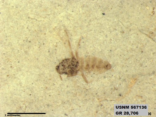 Insecta