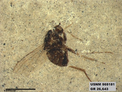 Insecta