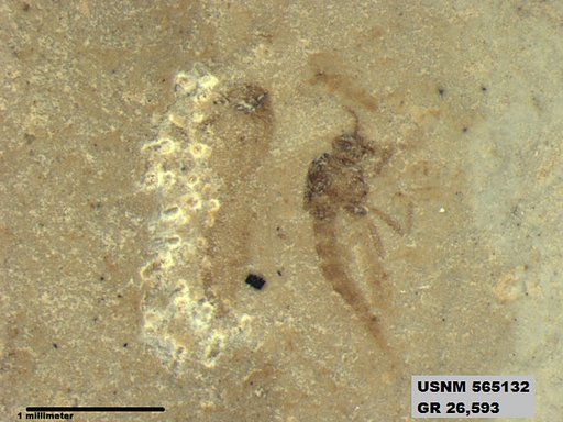 Insecta