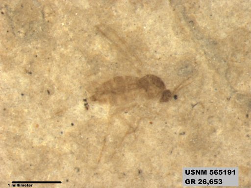Genus sp