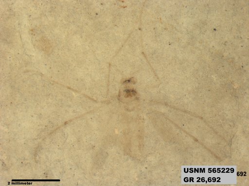 Insecta