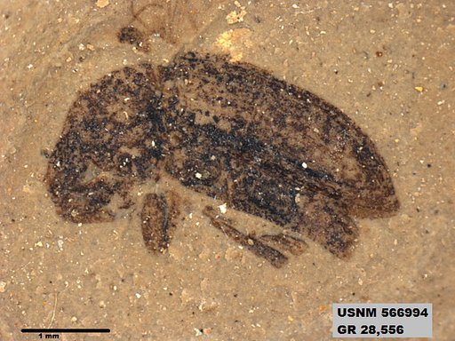 Insecta