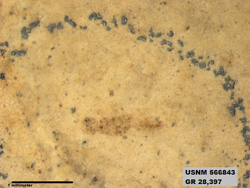 Genus sp