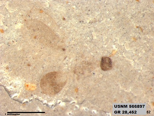 Tipula sp