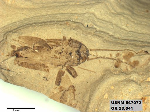 Genus sp
