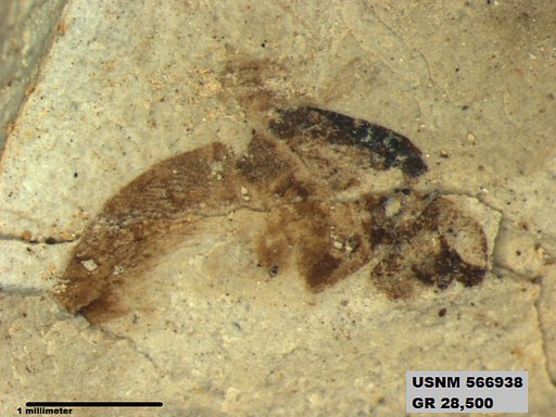 Genus sp