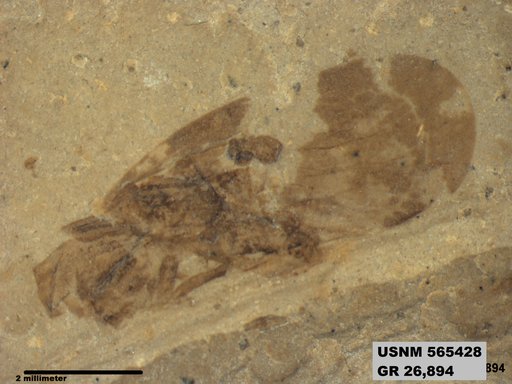 Genus sp