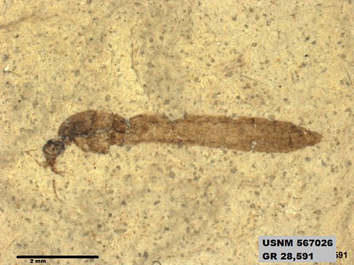 Genus sp