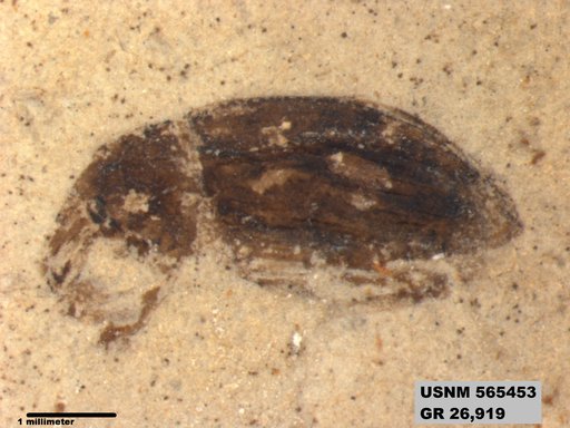 Insecta