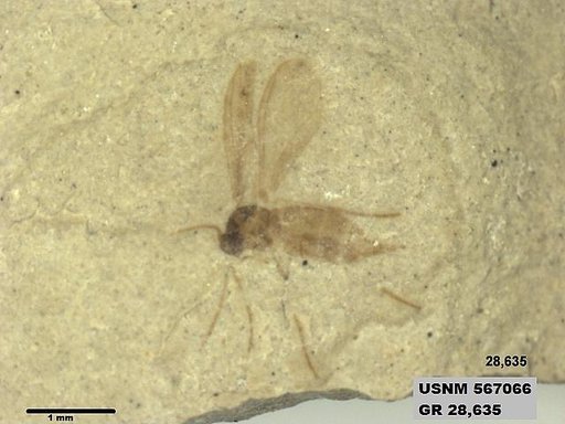Insecta