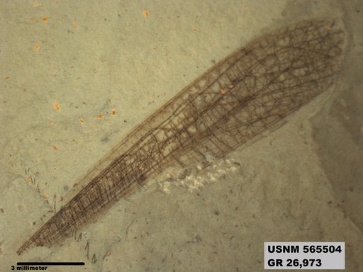 Eoerianthus eocaenicus