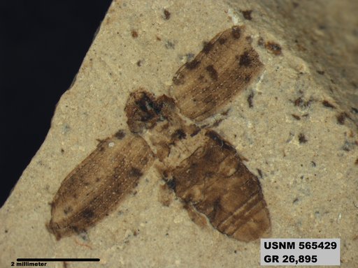 Insecta