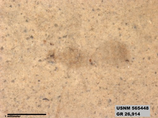 Genus sp