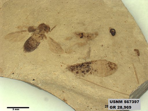 Genus sp