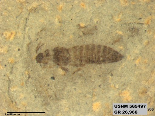 Insecta