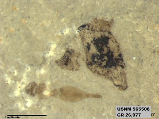 Insecta