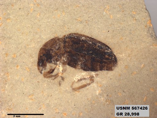 Insecta