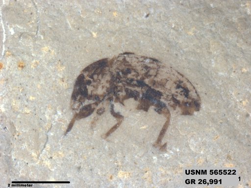 Insecta