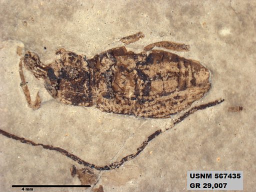Insecta