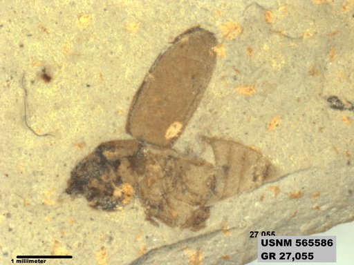 Insecta