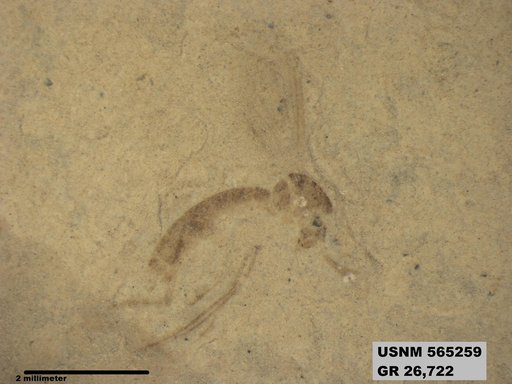 Genus sp