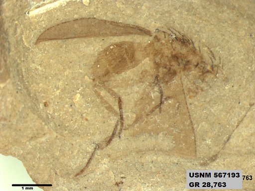 Insecta