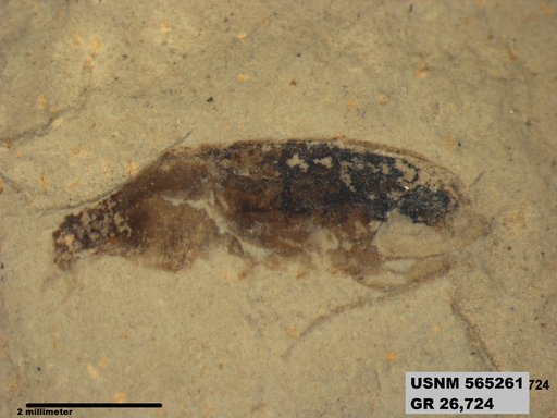 Insecta