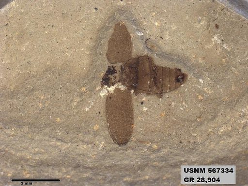 Insecta
