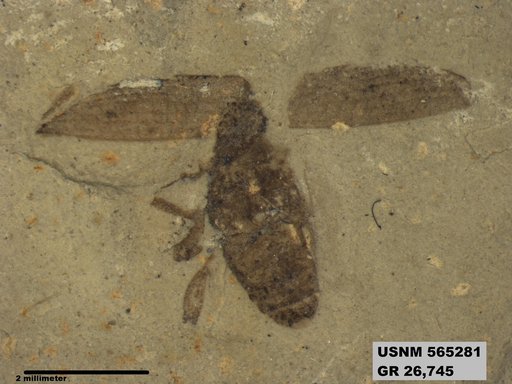 Insecta