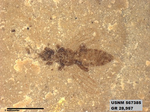 Insecta