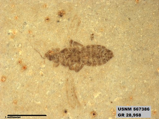 Insecta