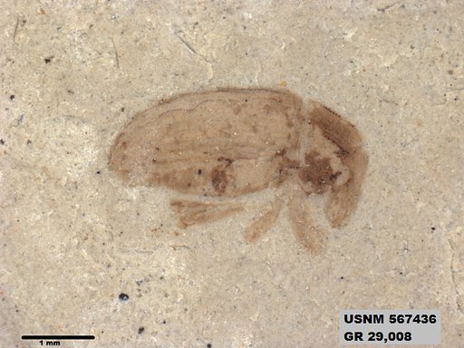 Insecta