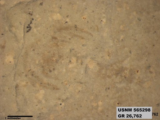 Insecta