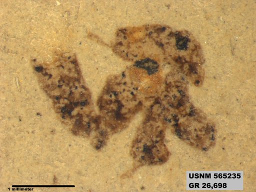 Insecta