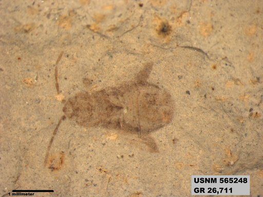 Genus sp