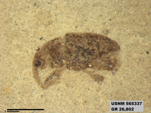 Insecta