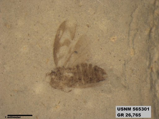 Genus sp