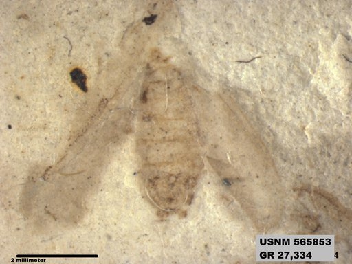Insecta