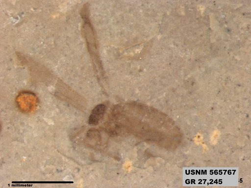Genus sp