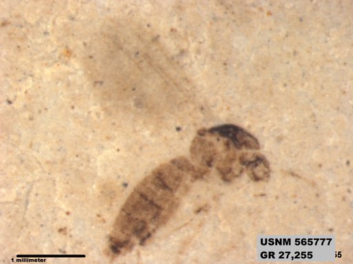 Genus sp