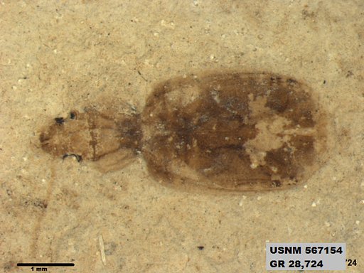 Insecta