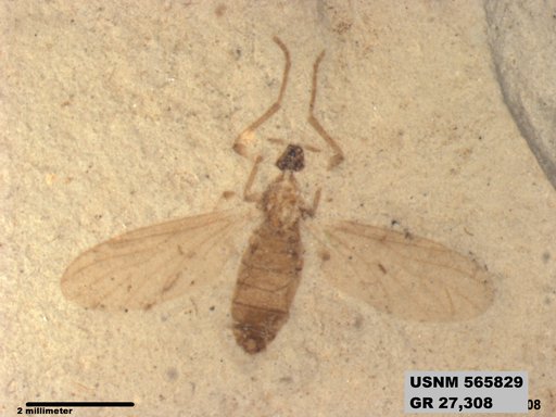 Genus sp