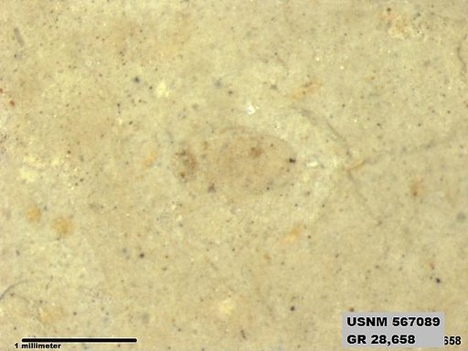 Insecta