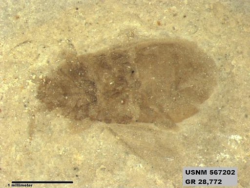 Genus sp