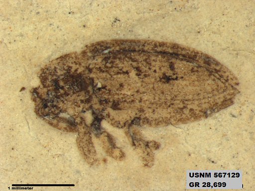 Insecta