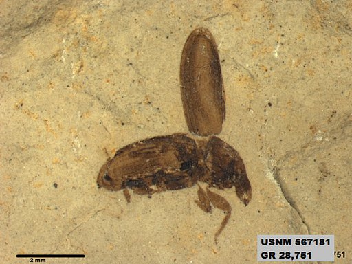 Insecta