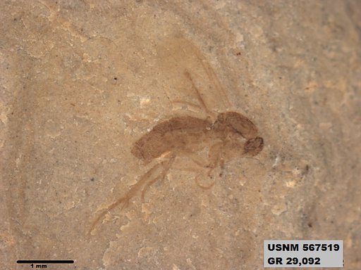Genus sp
