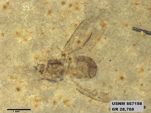 Insecta