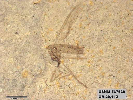 Insecta