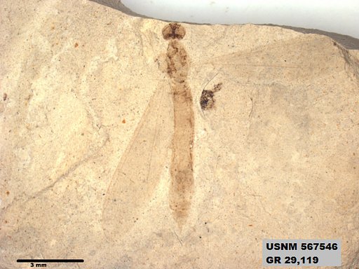 Genus sp